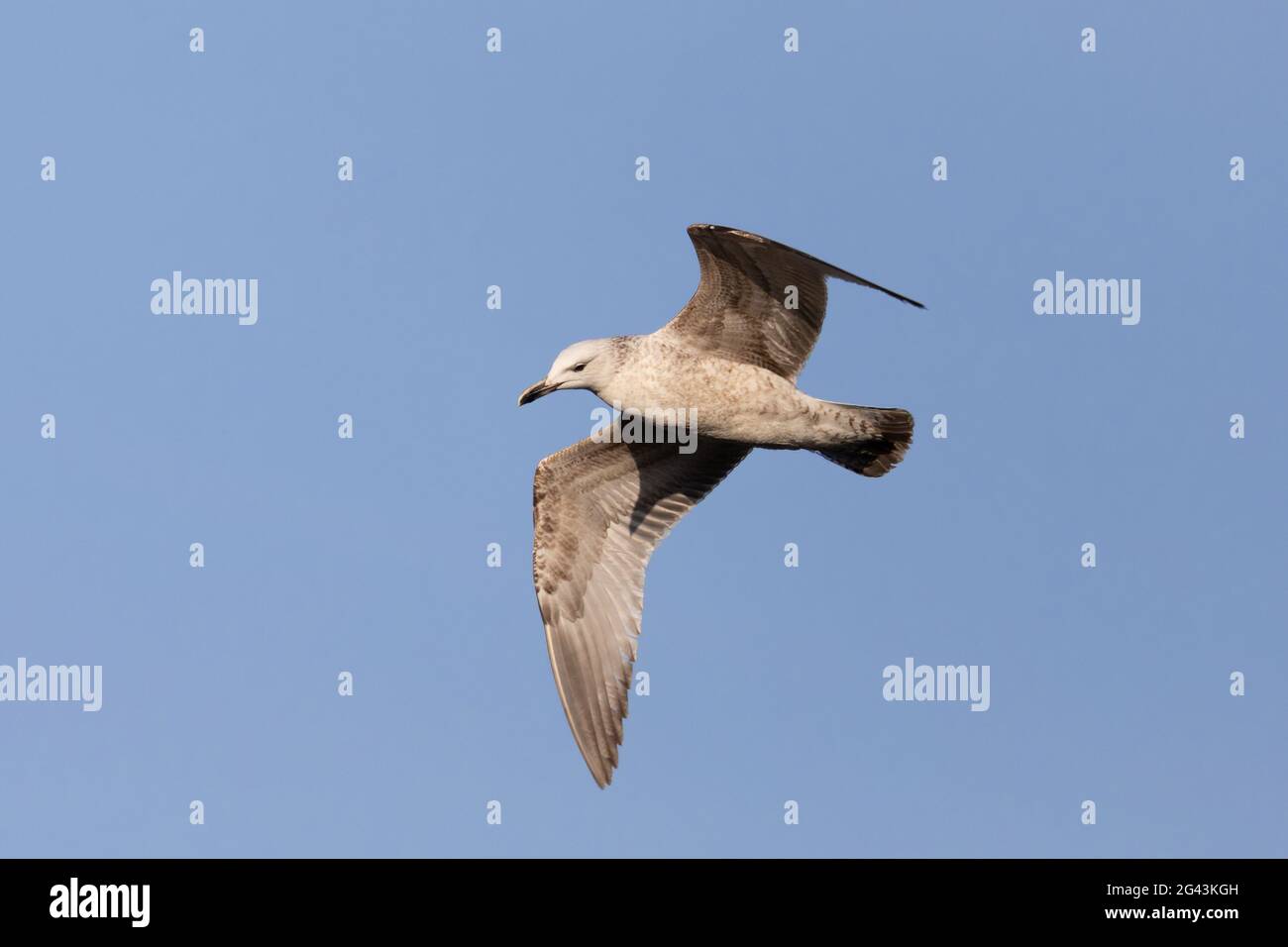 Erwachsener Vogel, die Möwe, die in klarem Himmel fliegt Stockfoto