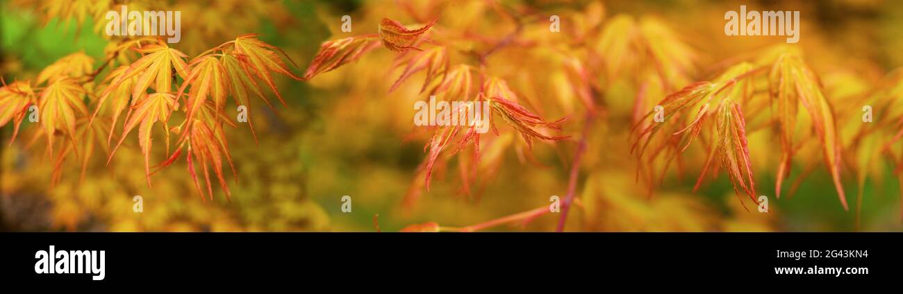 Nahaufnahme von japanischen Ahornblättern in Herbstfarben Stockfoto