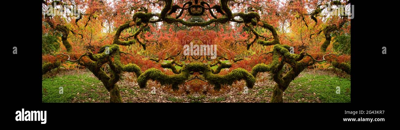 Japanischer Ahornbaum in Herbstfarben mit Spiegeleffekt Stockfoto