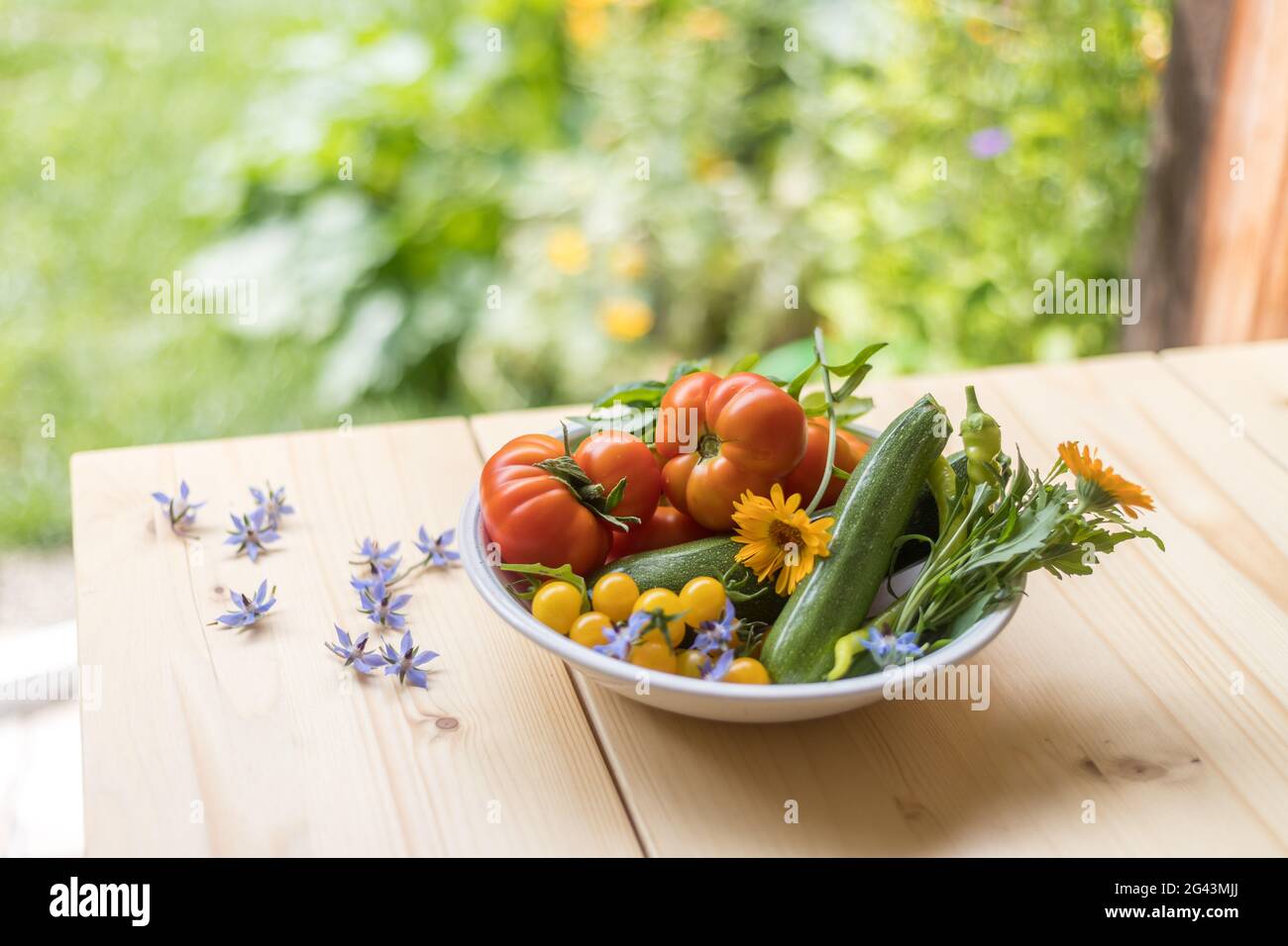 Urban Gardening: Frisches Gemüse, das im eigenen Garten angebaut wird. Tomaten, Zucchini und Kräuter Stockfoto