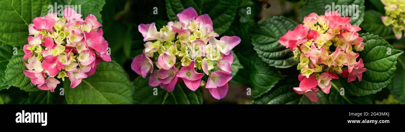 Nahaufnahme von rosa Blüten und grünen Blättern Stockfoto