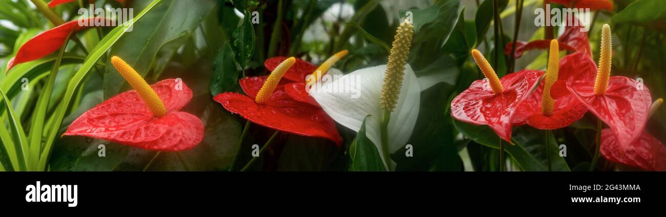 Nahaufnahme von roten Anthurium-Blüten Stockfoto