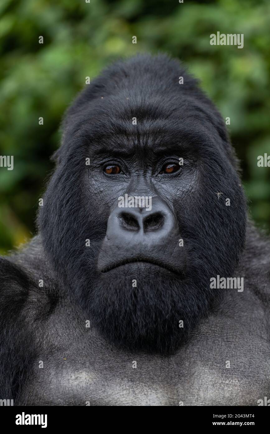 Silverback Guhonda ist über 30 Jahre alt, zwei Meter groß, wiegt mehr als 200 kg und ist der unangefochtene Anführer der Gorillas-Gruppe von Sabyinyo in Vo Stockfoto