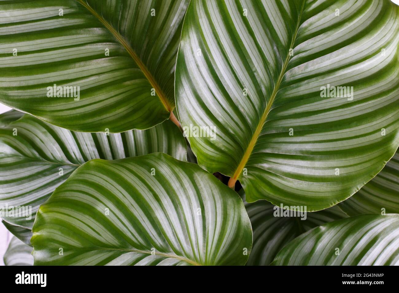 Calathea Orbifolia Blätter Stockfoto