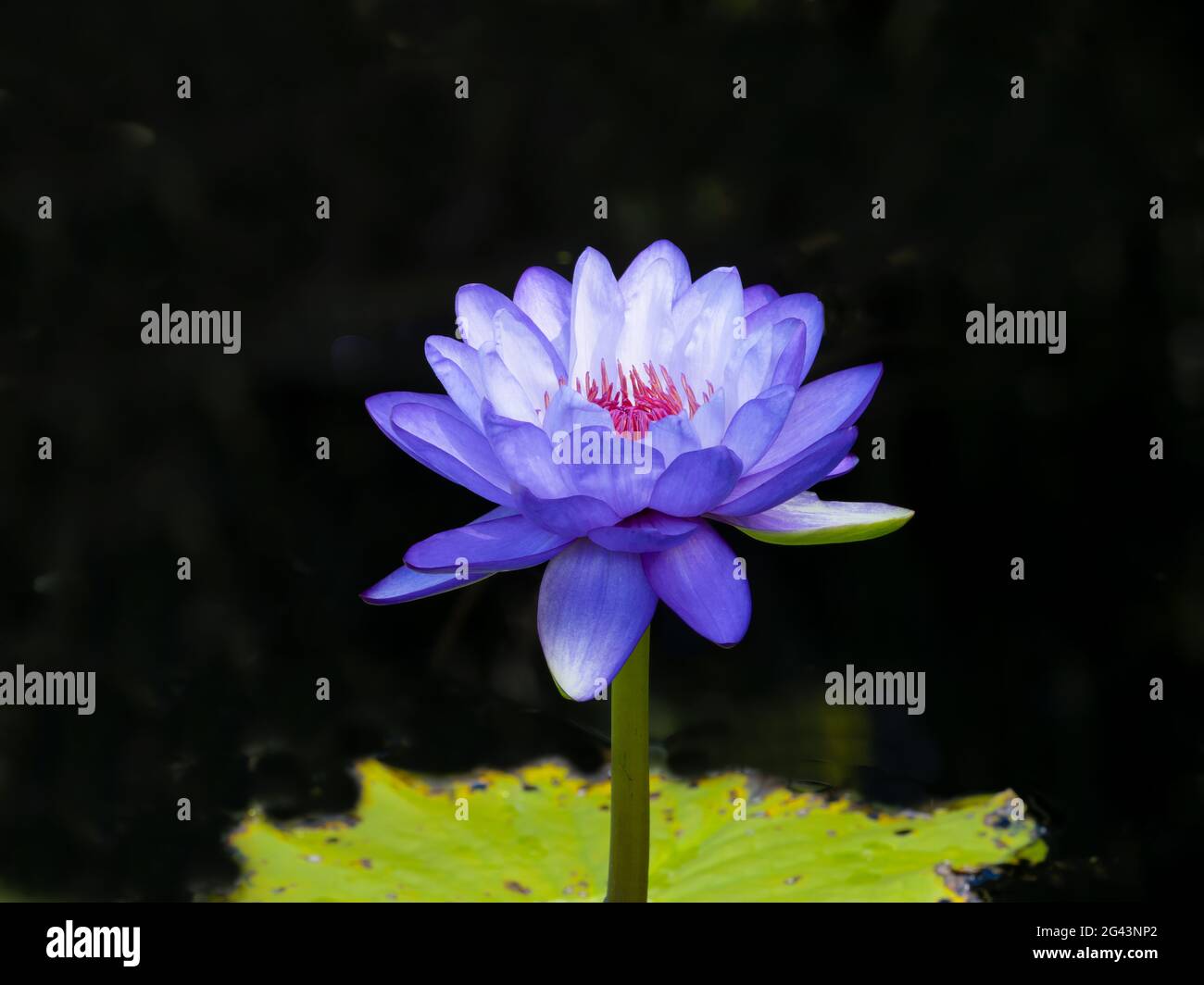 Nahaufnahme der blauen Seerose (Nymphaeaceae) Stockfoto