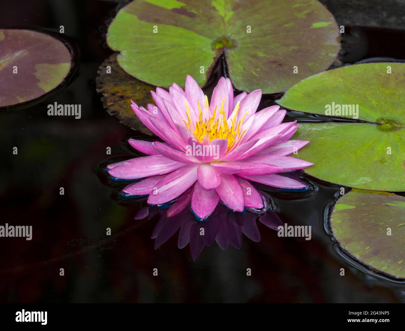 Nahaufnahme einer rosa Seerose (Nymphaeaceae) Stockfoto