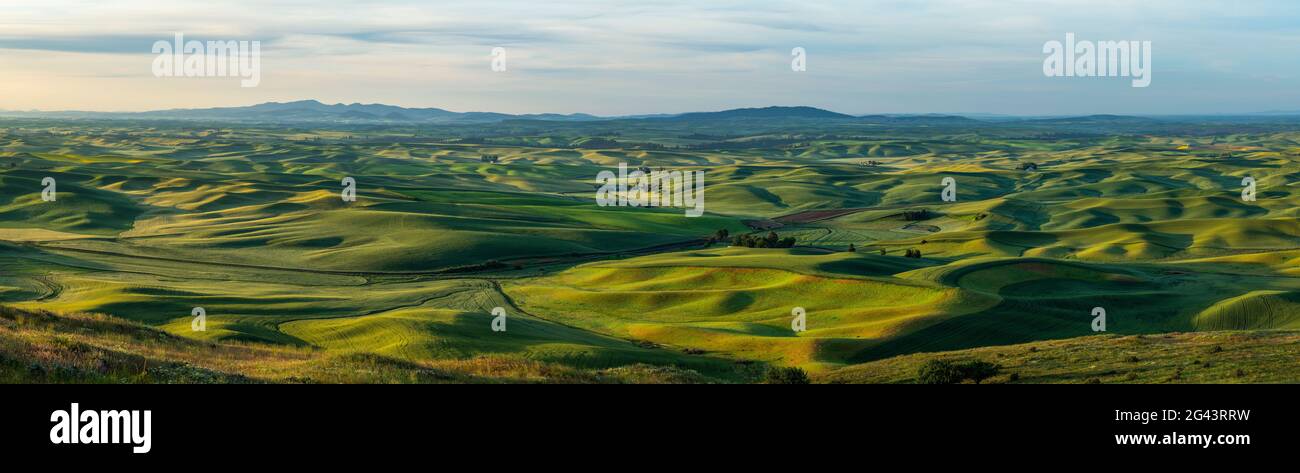 Landschaft mit grünen Hügeln, Palouse, Whitman County, Washington, USA Stockfoto