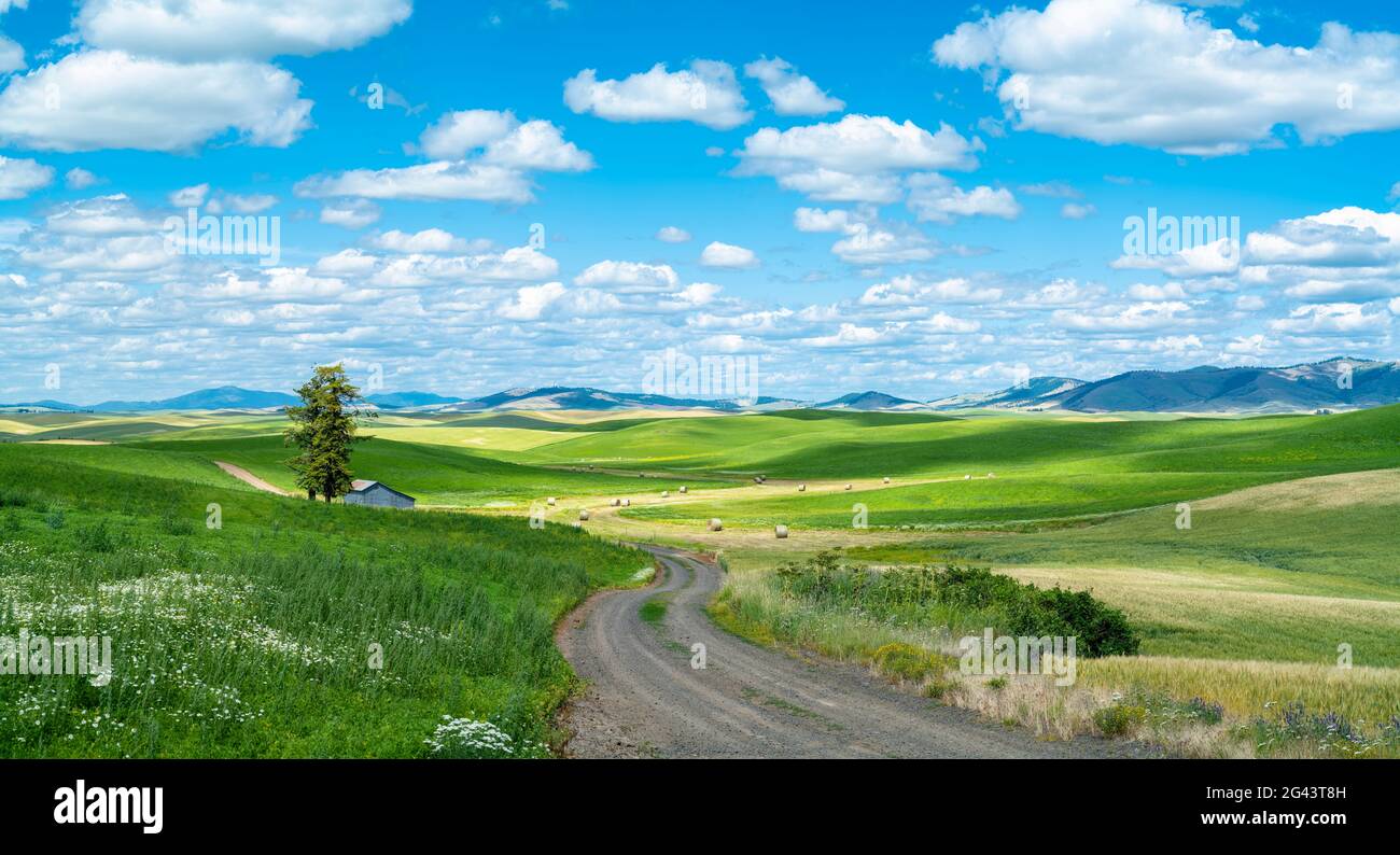Landschaft mit unbefestigten Straßen und grünen Hügeln, Whitman County, Washington, USA Stockfoto
