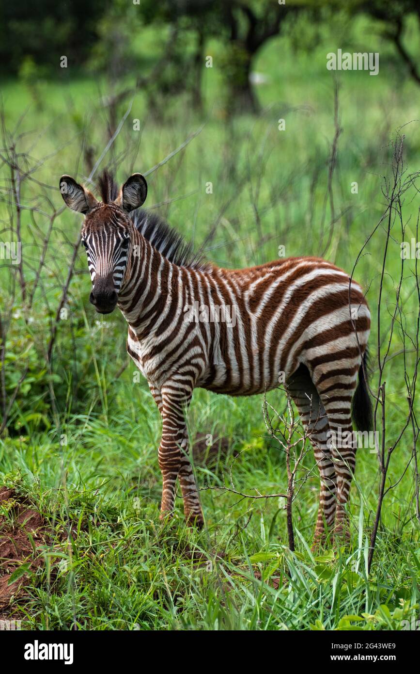 Zebra im Grasland, Akagera-Nationalpark, östliche Provinz, Ruanda, Afrika Stockfoto