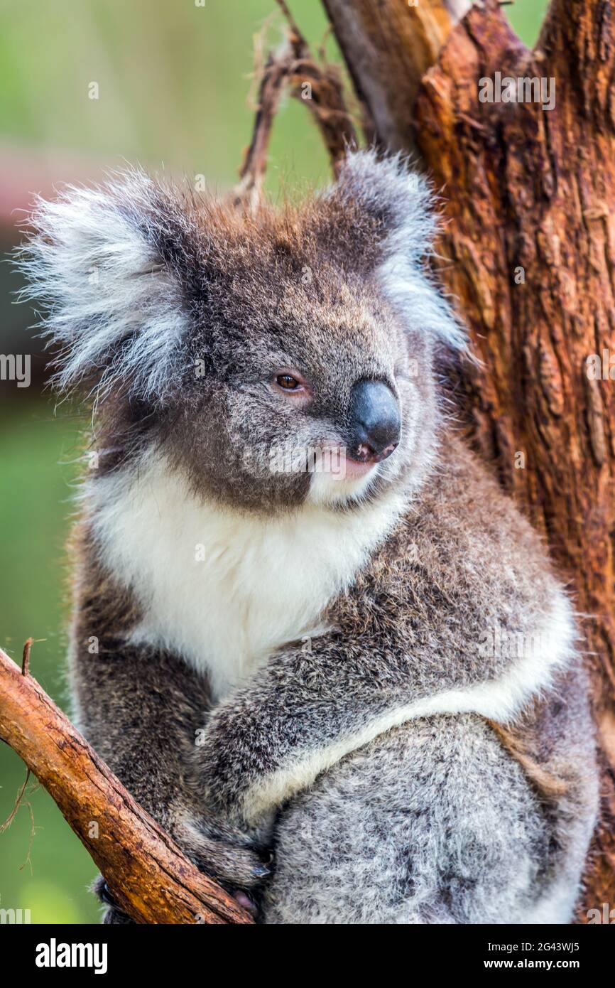 Koala ist ein Beuteltier Stockfoto