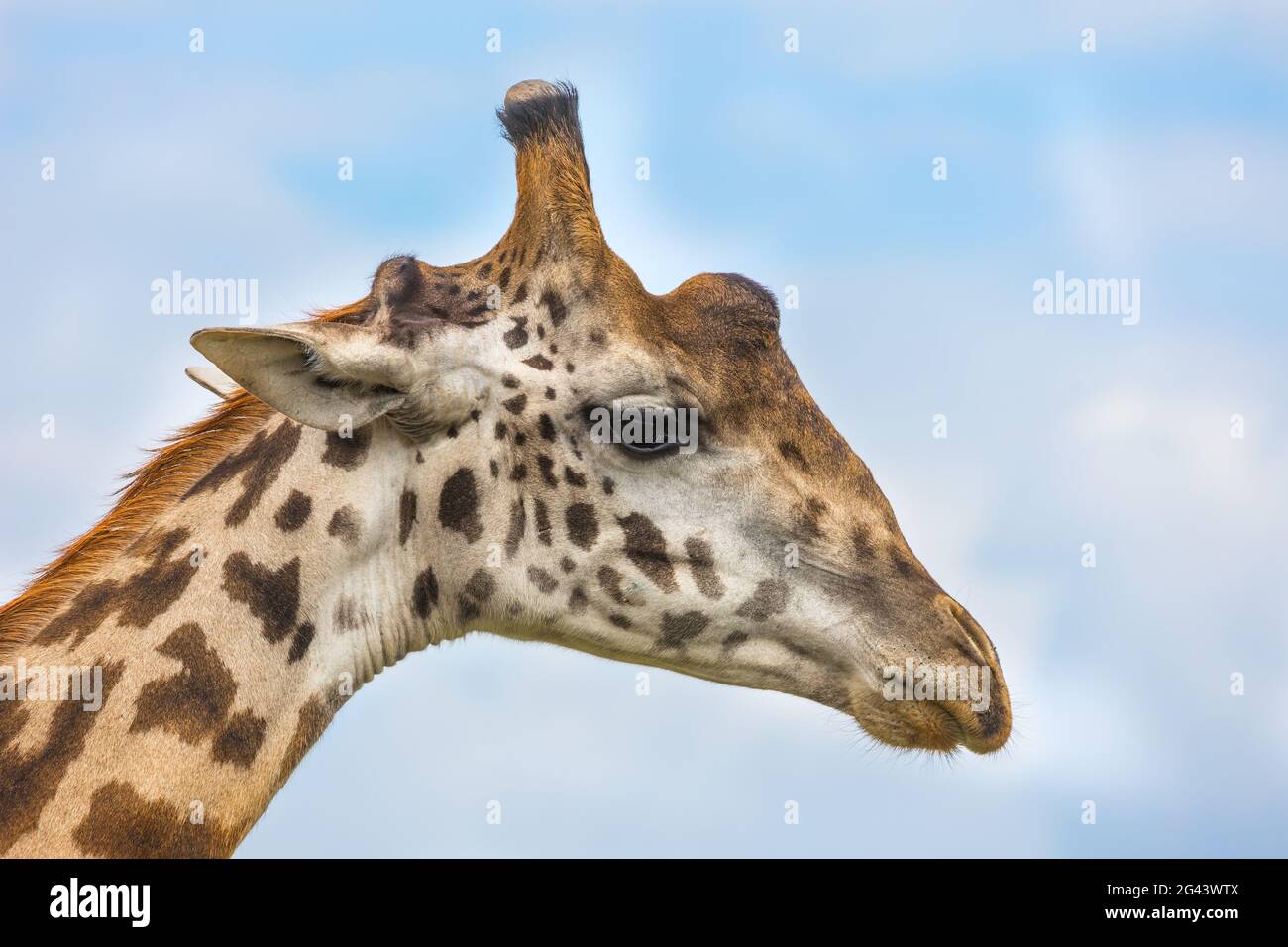 Porträt einer traurigen Giraffe Stockfoto