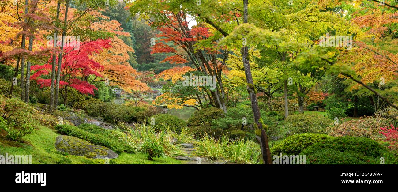Japanischer Garten in Herbstfarben, Seattle, Washington, USA Stockfoto