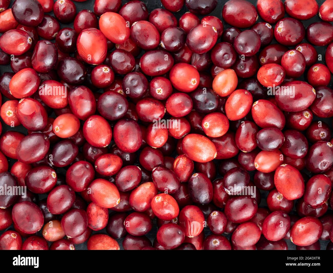 Voller Rahmen von roten Preiselbeeren Stockfoto