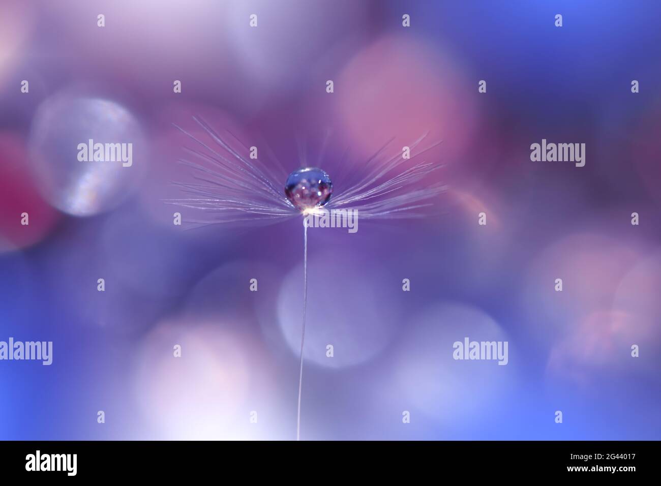 Schöne Natur Hintergrund.Floral Art Design.Abstrakte Makro-Fotografie.Pastell Blume.Dandelion. Stockfoto