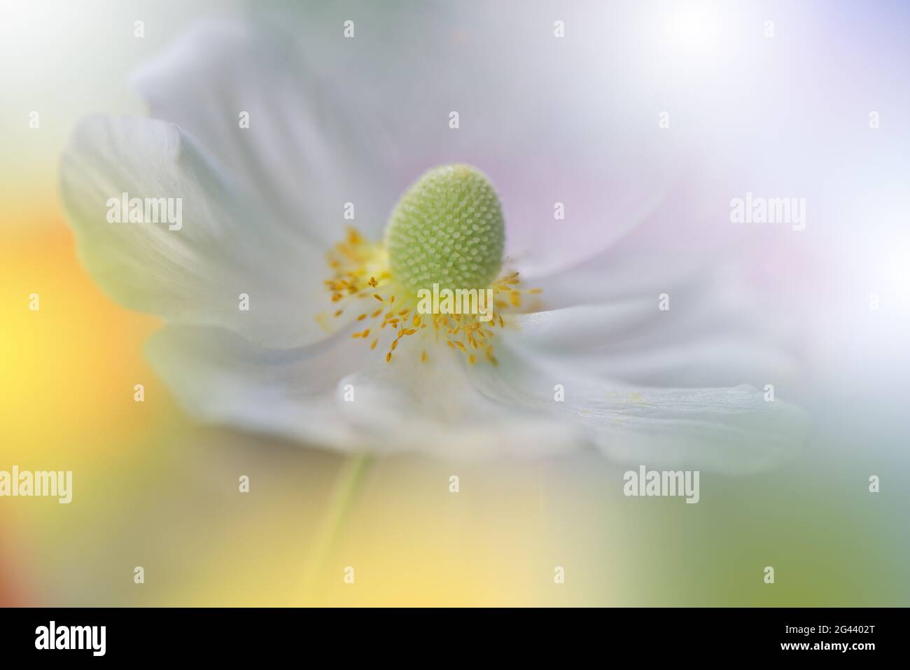 Schöne Natur Hintergrund.Makro-Aufnahme von erstaunlichen Frühling Magie Anemone Blumen.Border Art Design. Stockfoto