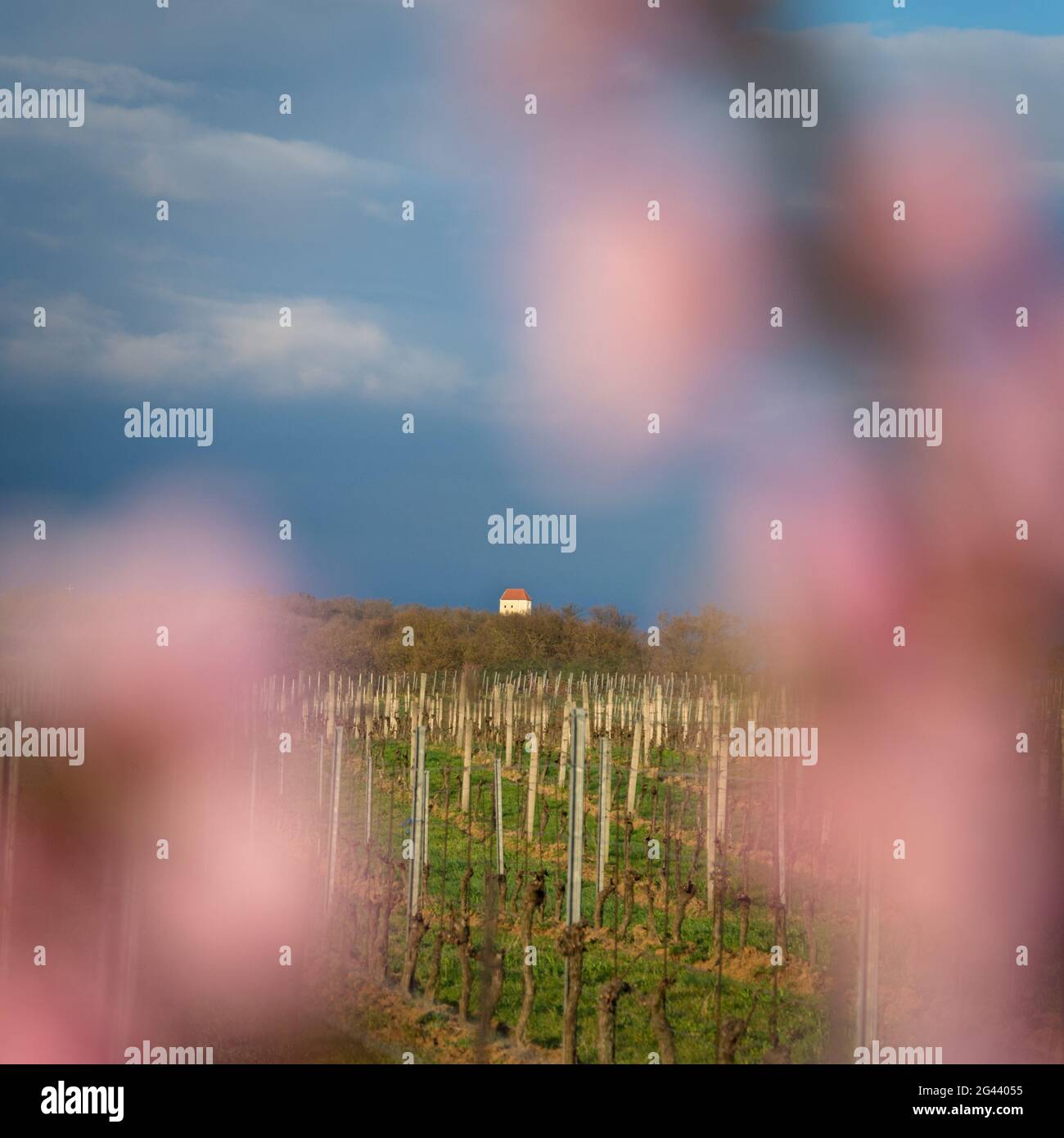 Kleine Kapelle in den Weinbergen des Burgenlandes Stockfoto