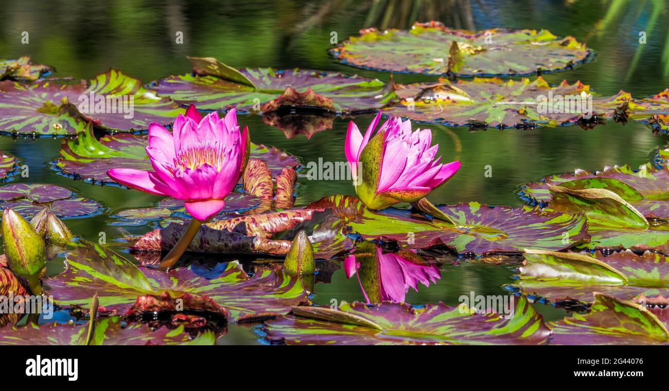 Rosa Seerosenblüten, die im Teich auf dem Wasser schwimmen Stockfoto