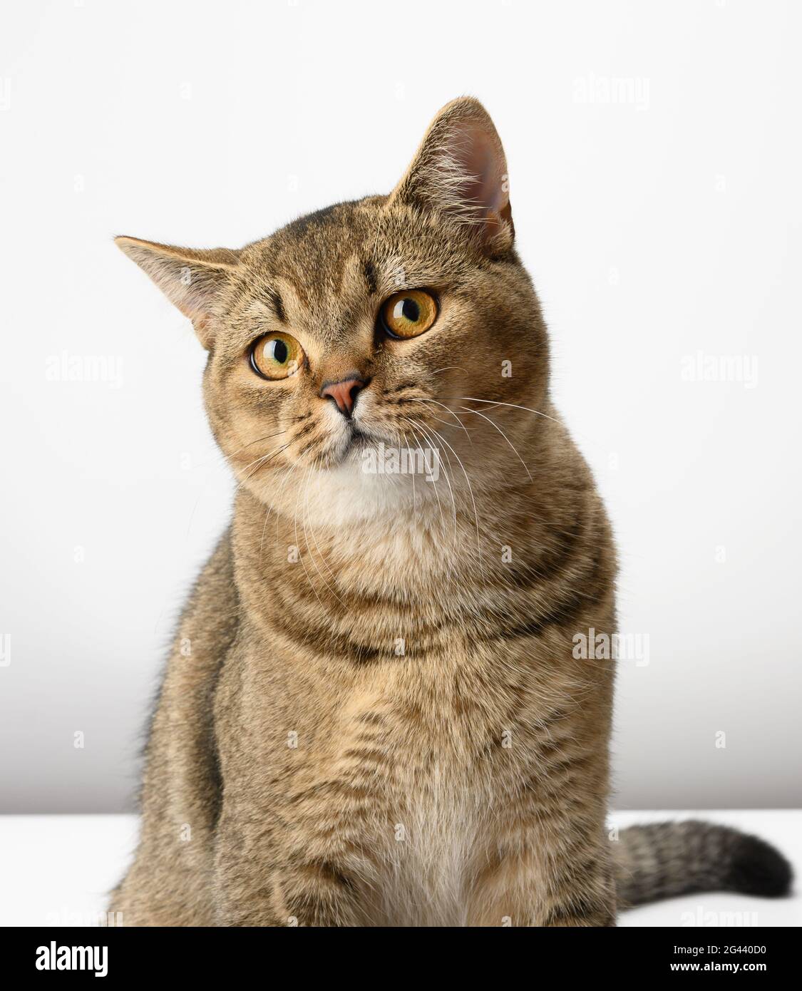 Porträt einer grauen schottischen geraden Katze auf weißem Hintergrund Stockfoto