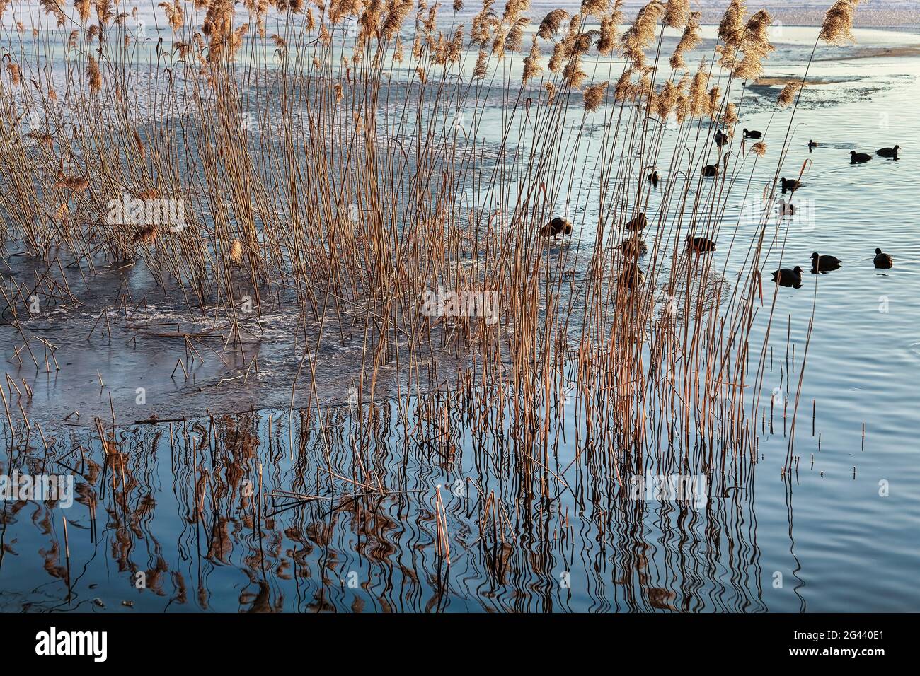 Gefrorener See mit Enten Stockfoto