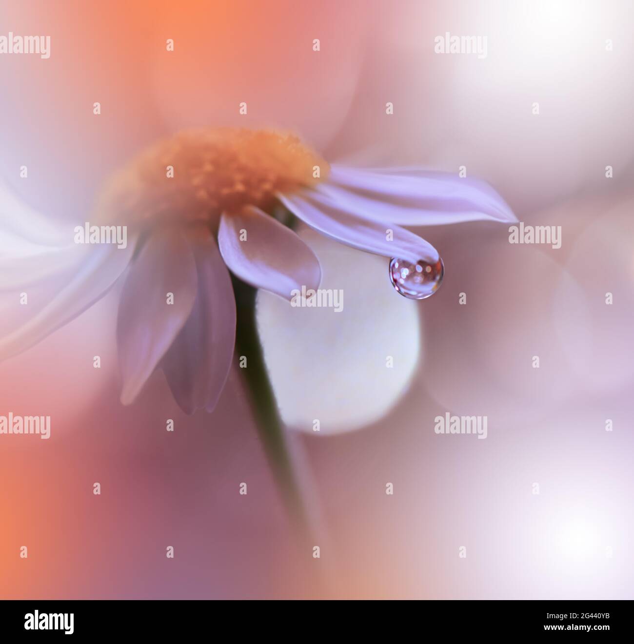 Makro-Fotografie.Floral abstrakt Pastell Hintergrund mit Copy Space.White Gänseblümchen Blume in weichem Stil Stockfoto