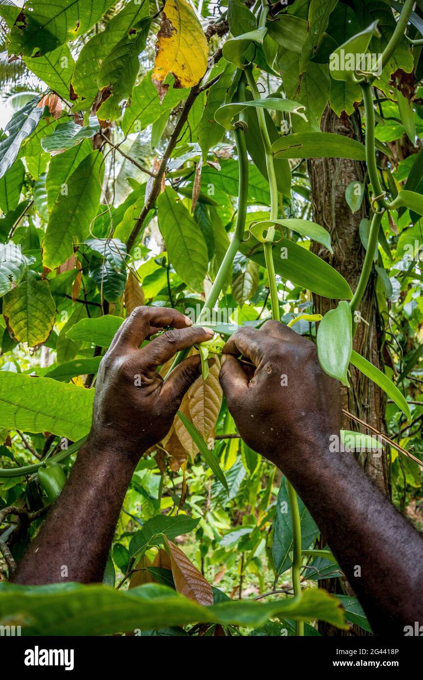 Bestäubende Vanille, Malekula, Vanuatu, Südpazifik, Ozeanien Stockfoto