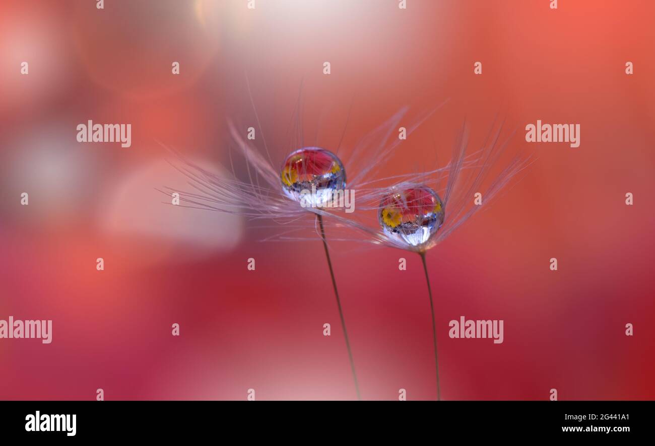 Schöne Natur Hintergrund.Floral Art Design.Abstrakte Makro-Fotografie.Pastell Blume.Dandelion. Stockfoto