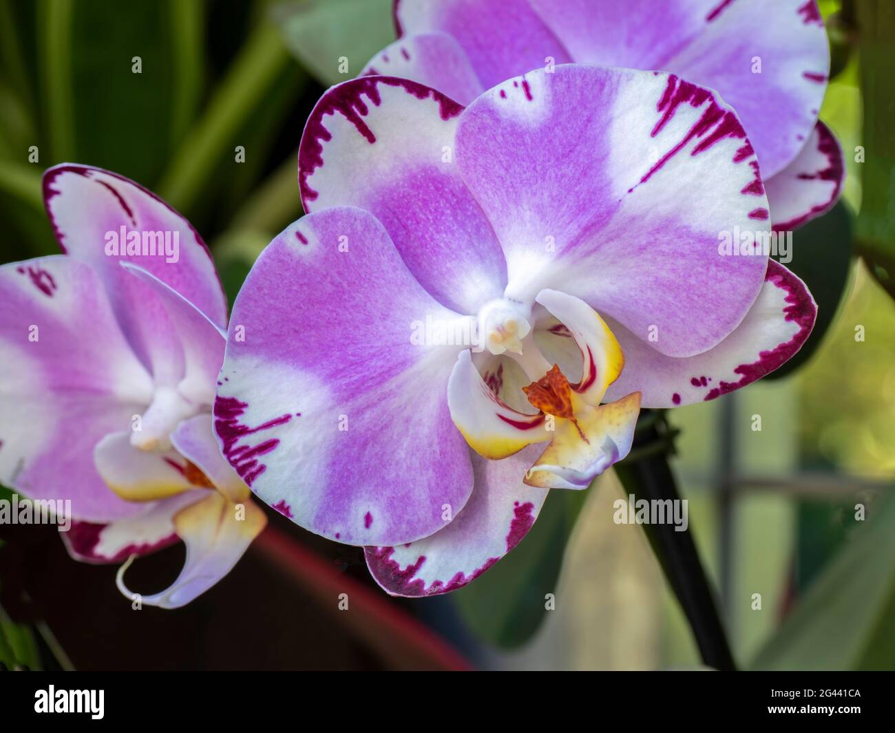 Nahaufnahme von rosa Orchidee Stockfoto
