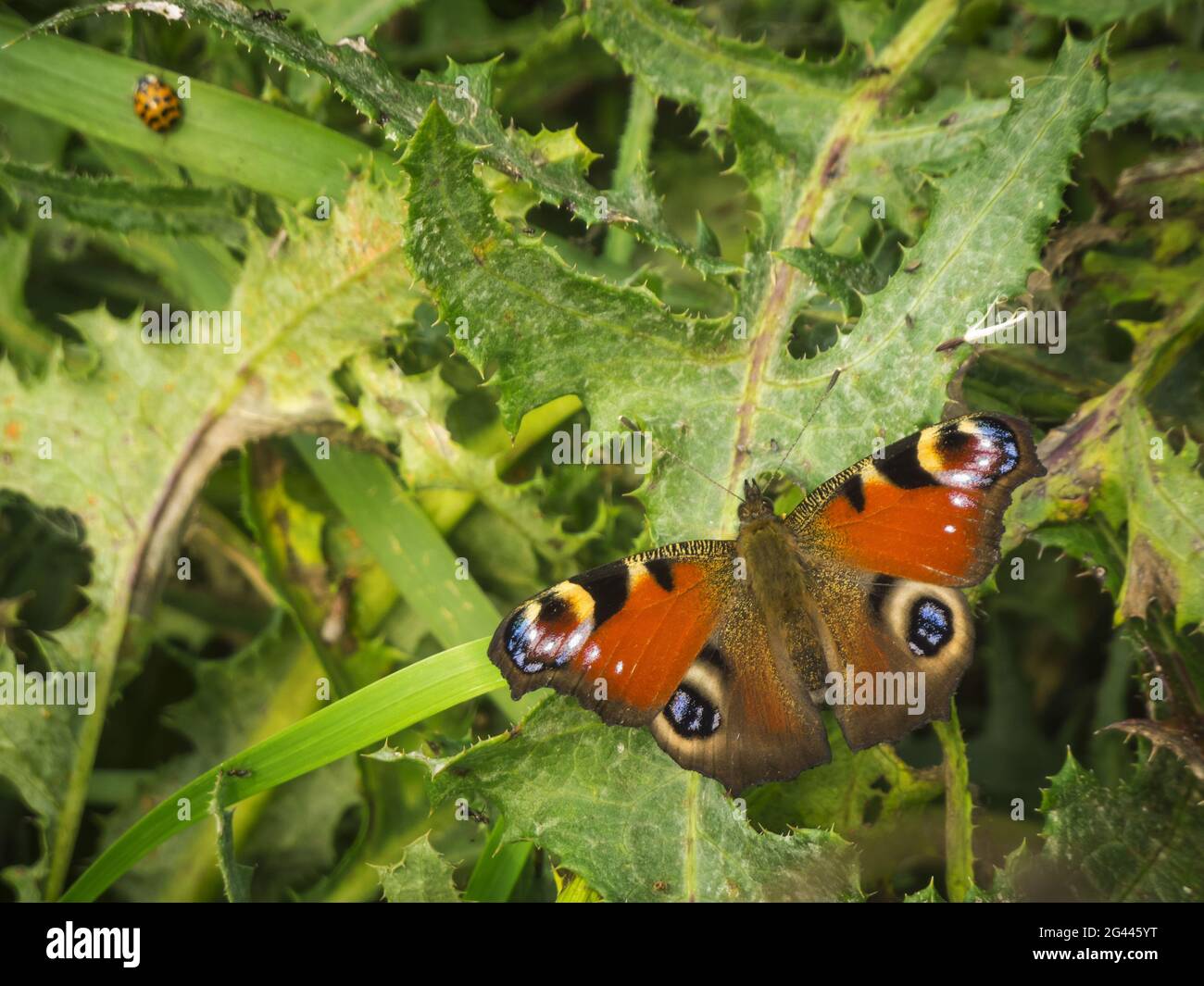 Pfauenschmetterling auf einer Distel Tagpfeuenauge Stockfoto