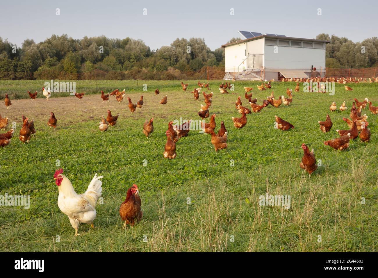 Freirange-Hühnchen und ein Hühnerstall Stockfoto