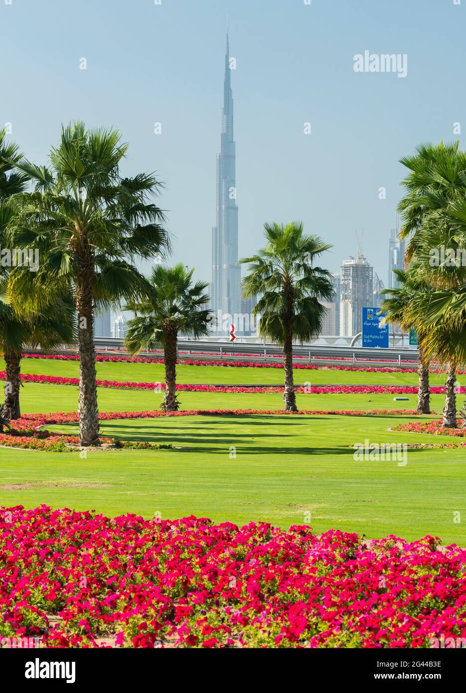 Palmen und Blumen, Dubai, Vereinigte Arabische Emirate Stockfoto