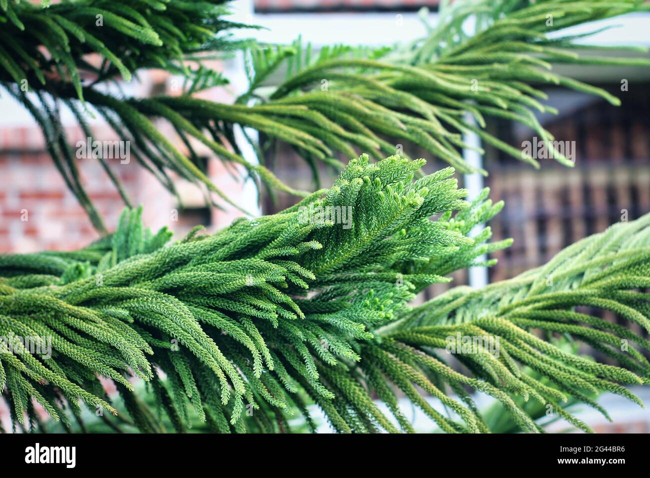 Nahaufnahme des Norfolk Island Pine Leaves Hintergrund. Schönes grünes Blattmuster von Kiefern. Stockfoto