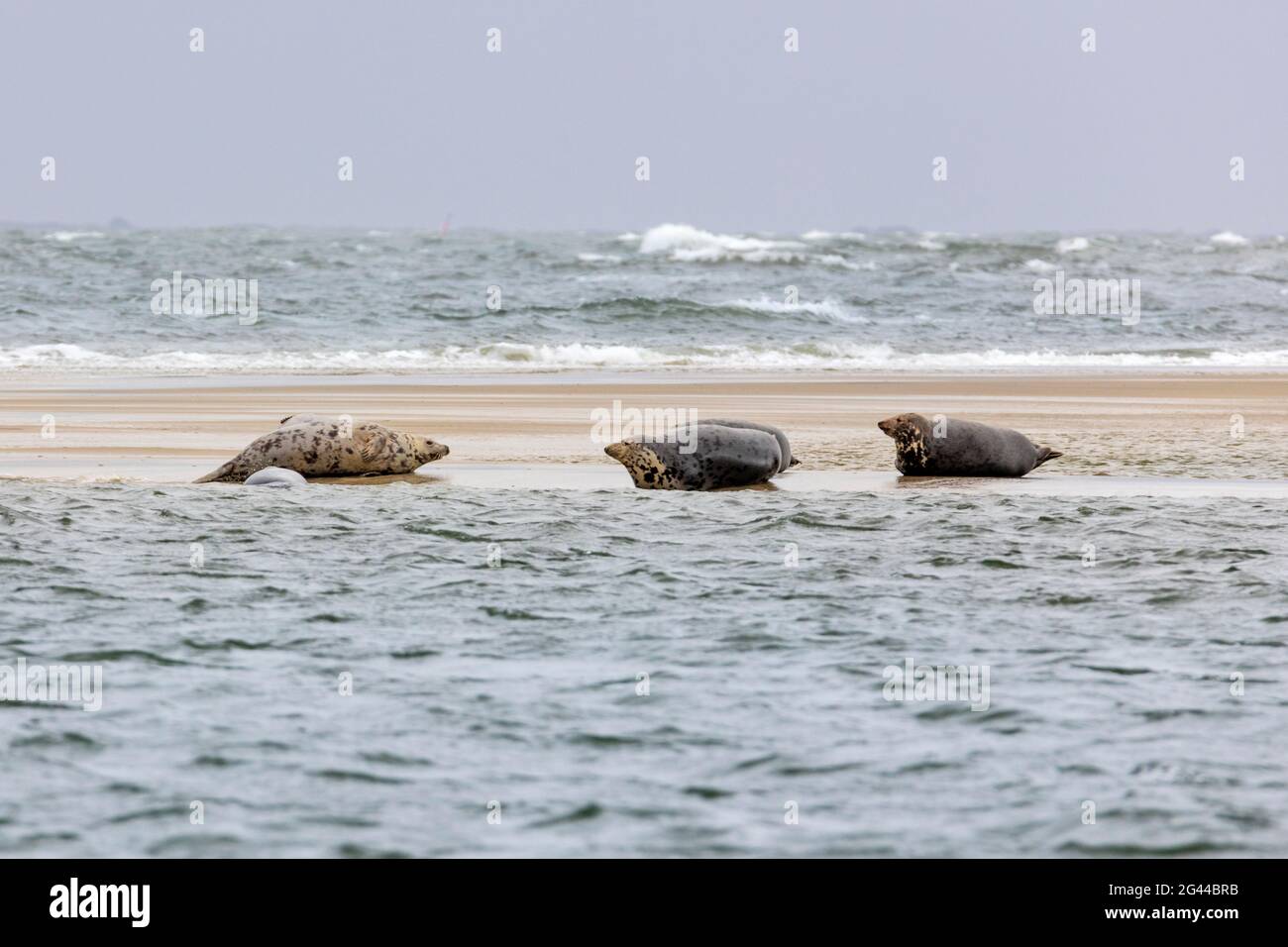 Seehund (Phoca vitulina), Robbenbank, Robbe, Hundehalbe, Nordsee, Sandbank, Borkum, Ostfriesland, Niedersachsen, Deutschland Stockfoto