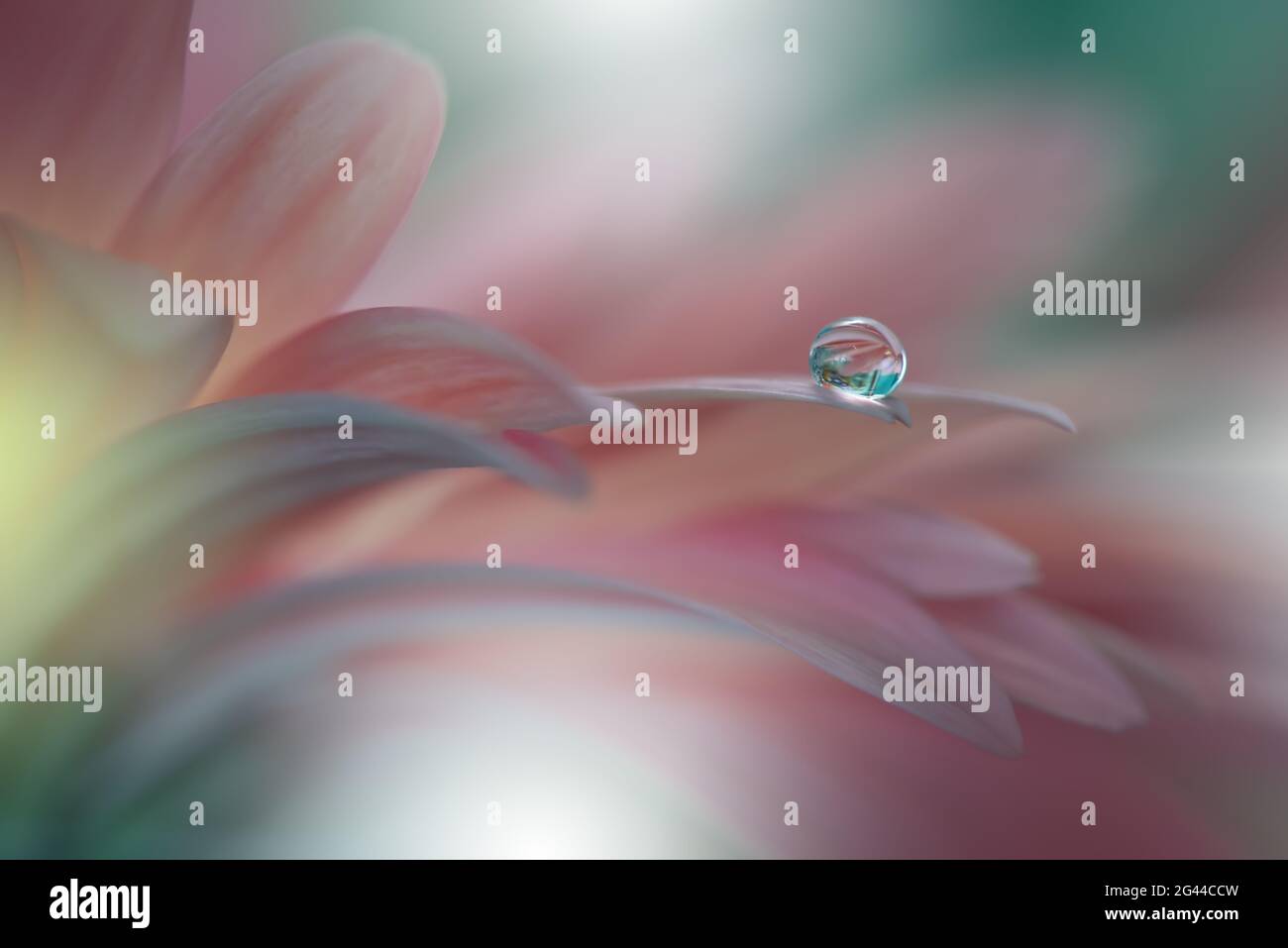 Schöne Natur Hintergrund.Floral Art Design.Abstrakte Makro-Fotografie.Gerbera Gänseblümchen Blume.Pastell Stockfoto