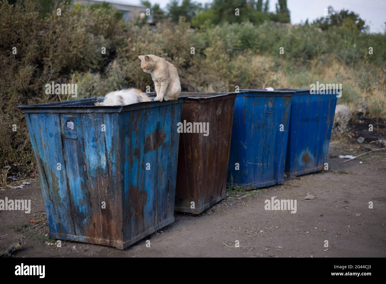 Verlassene Katze auf der Suche nach Nahrung im Müllcontainer. Katzen suchen nach Nahrung in einem Abfallkorb Stockfoto