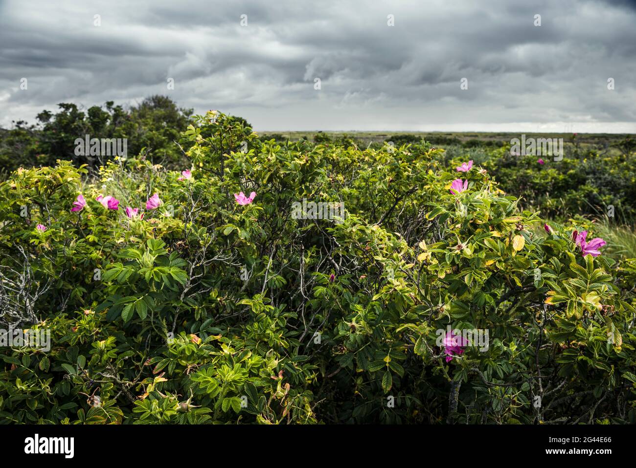 Blühende Kartoffelrose (Rosa rugosa) unter bewölktem Himmel, Spiekeroog, Ostfriesland, Niedersachsen, Deutschland, Europa Stockfoto