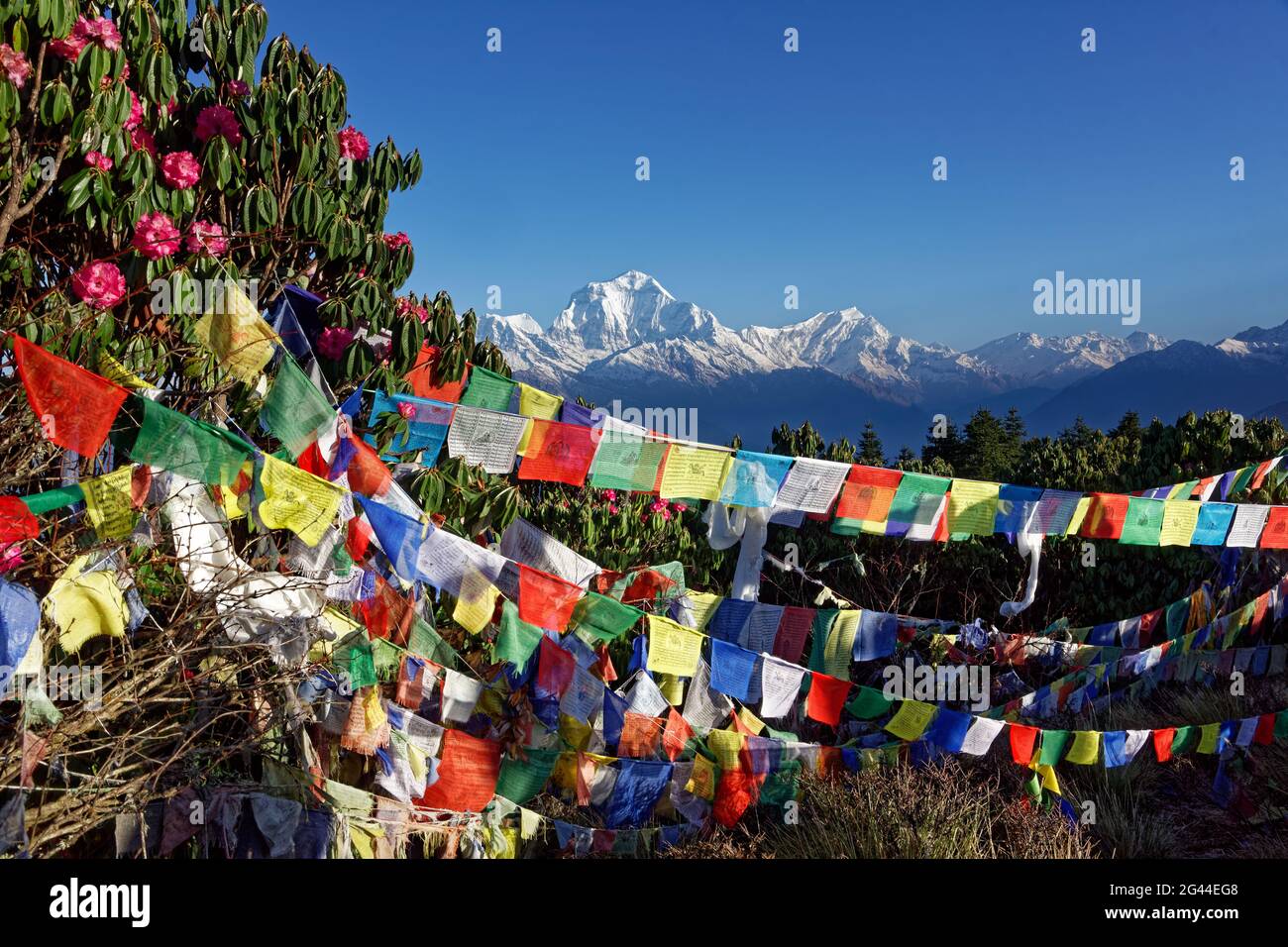 Gebetsfahnen und die Dhaulagiri fotografiert auf Poon Hill, Nepal, Himalaya, Asien. Stockfoto