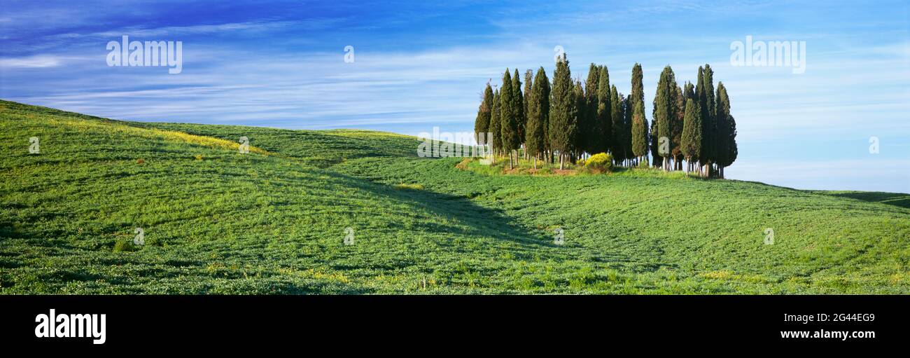 Gruppe von Zypressen auf grünen Hügeln, Val d Orcia, Toskana, Italien Stockfoto