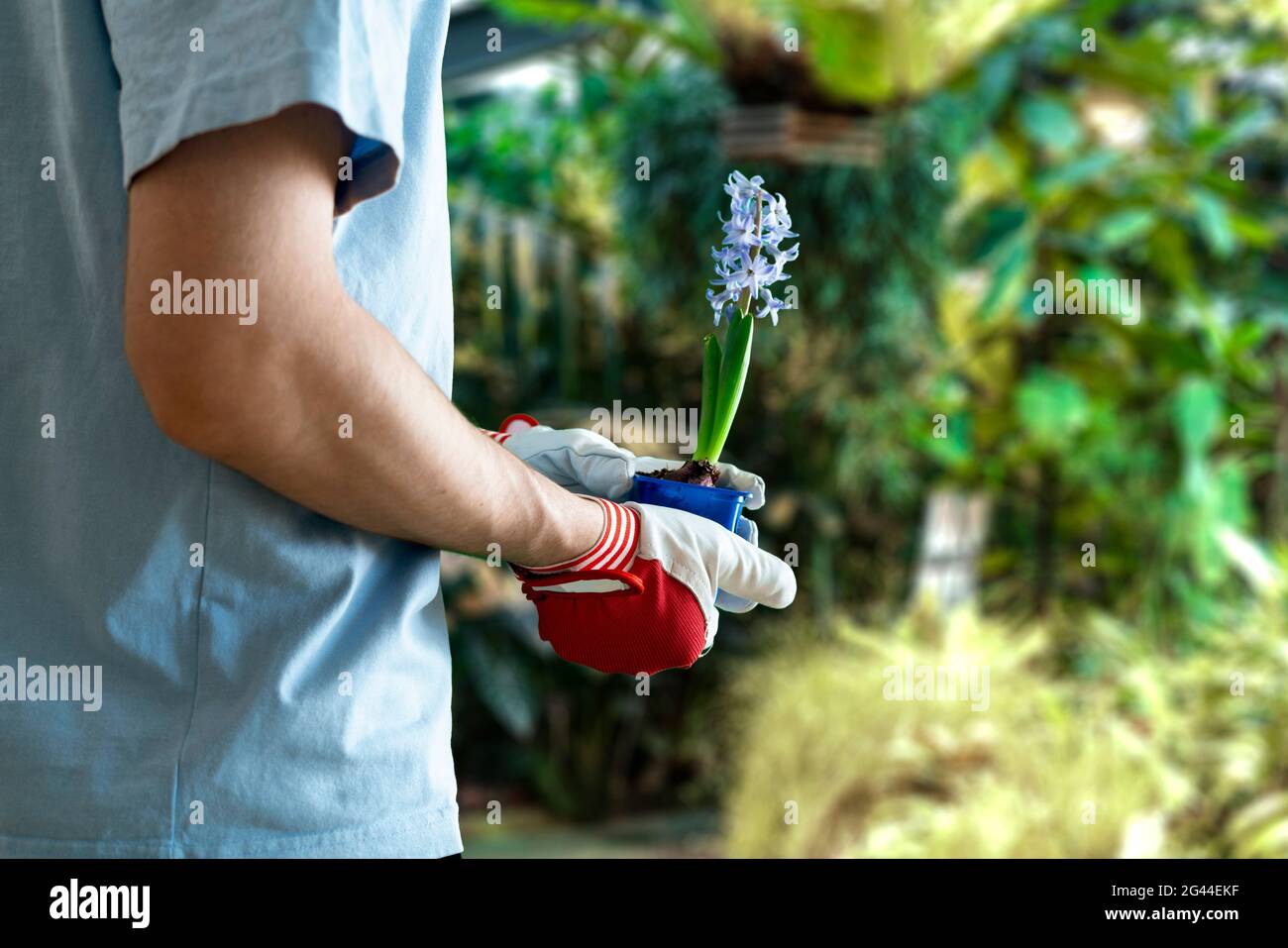 Person, die eine kleine Pflanze im Topf sprießt, junge Lebenspflege Stockfoto