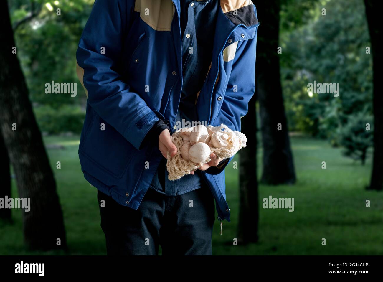 Mann hält Pilze im Wald. Sammeln Pilze Saison Stockfoto