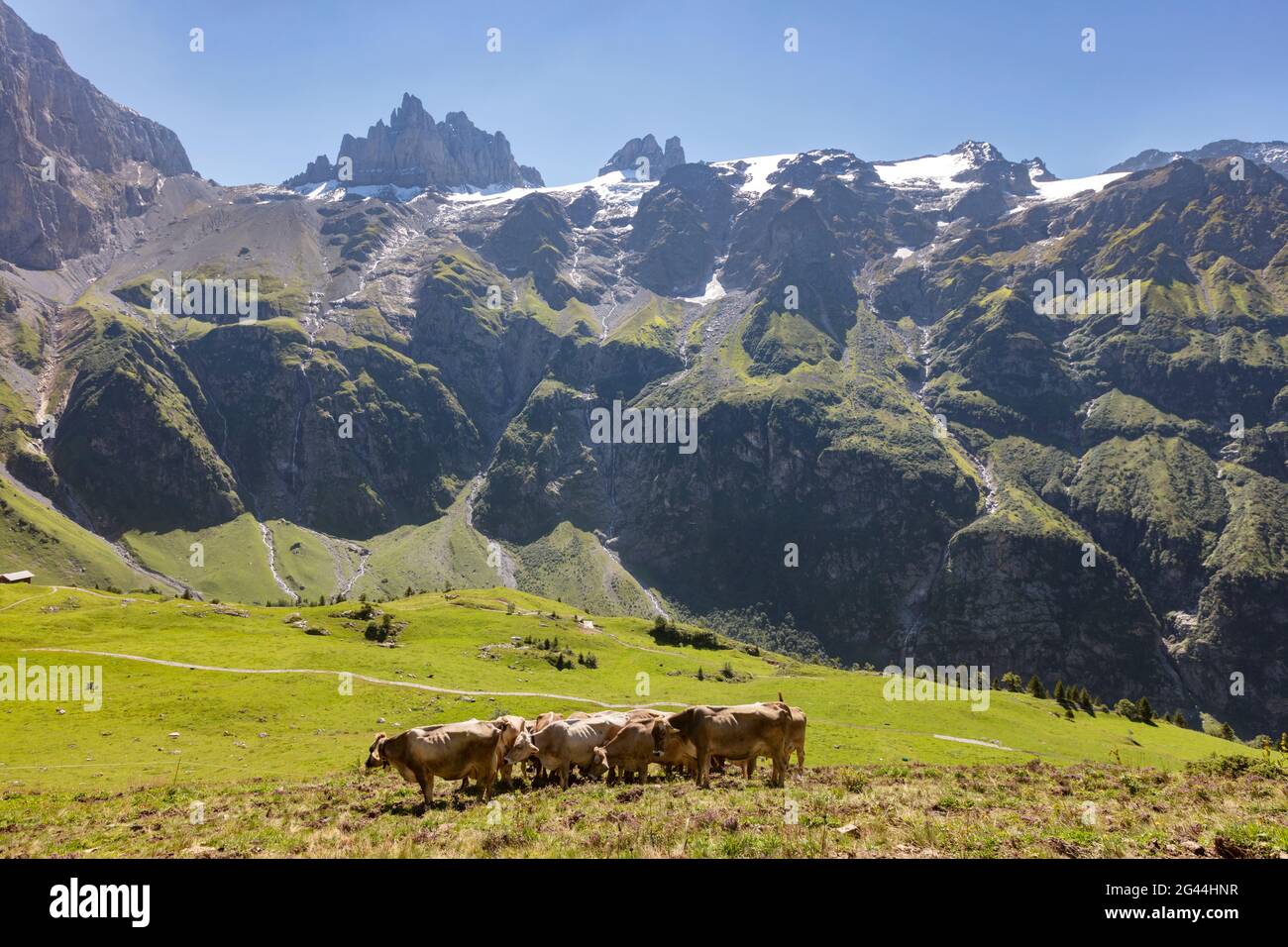 Kühe auf der Weide, Rinder (Bos taurus), Gross Spannort in den Urer Alpen auf der Fürenalp, Stäuber, Engelberg, Schweiz Stockfoto