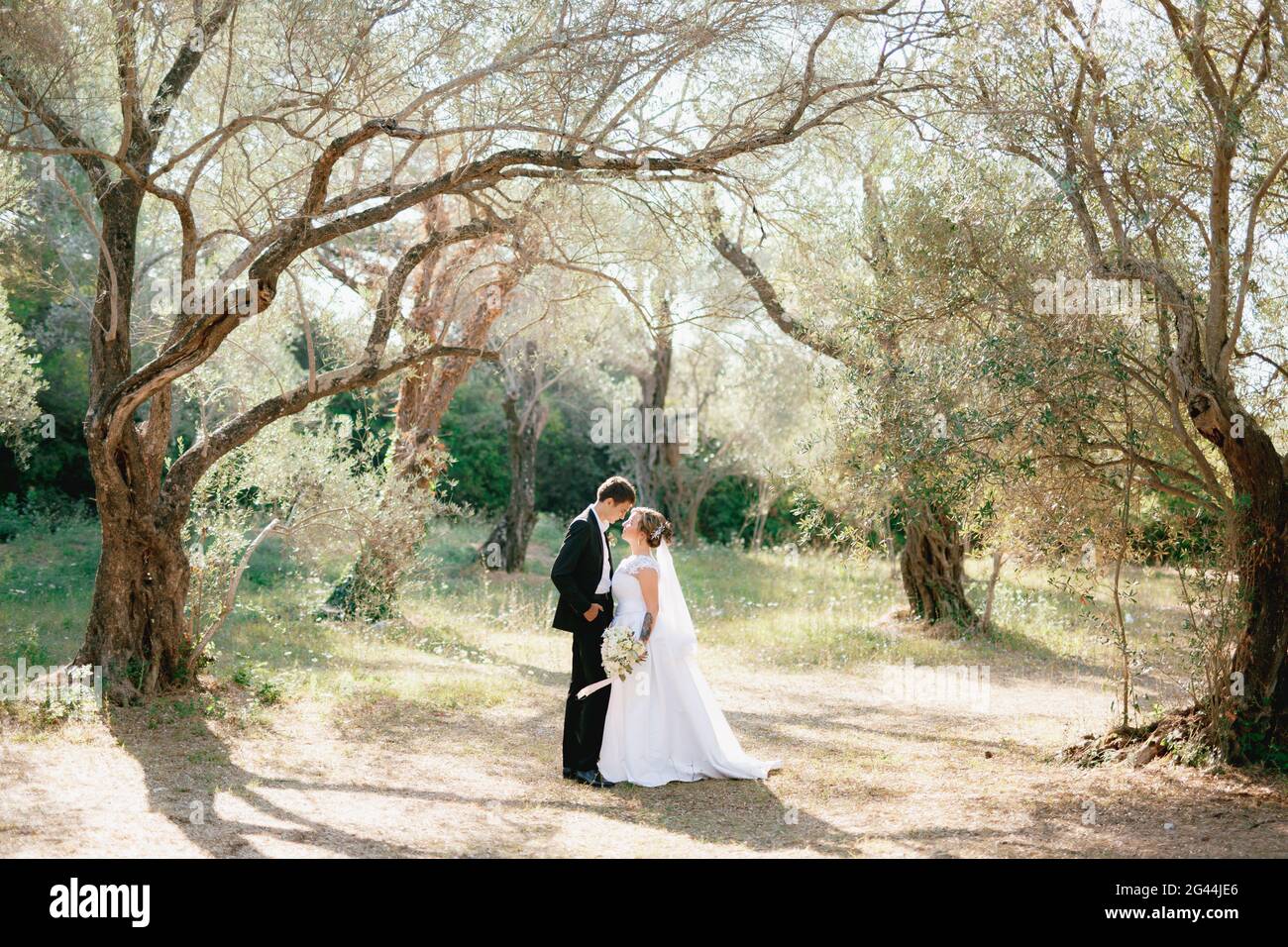 Braut und Bräutigam umarmen sich in einem Olivenhain In einer Lichtung mit Licht überflutet und gehen zu Kuss Stockfoto