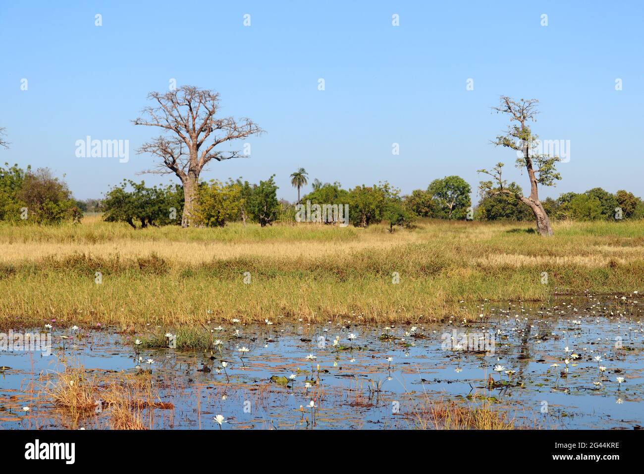 Gambia; Central River Region; Teich mit Seerosen auf der Straße nach Kuntaur; dahinter Baobab Bäume und Reisfelder Stockfoto
