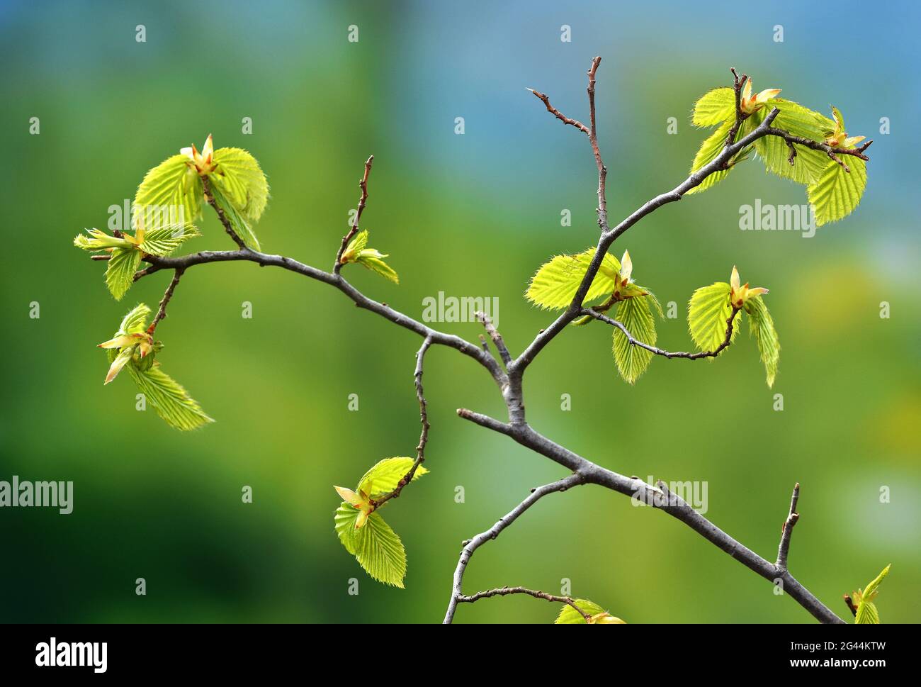 Hainbuche blätter Fotos und Bildmaterial in hoher Auflösung Alamy