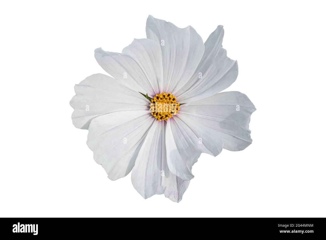 Weiße Cosmos Blume isoliert auf weißem Hintergrund. Blühende Pflanze mit Clipping Pfad. Stockfoto