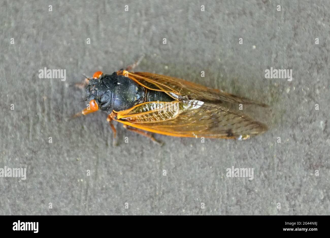 Nahaufnahme einer Zikade mit roten Flügeln auf dem Boden Stockfoto