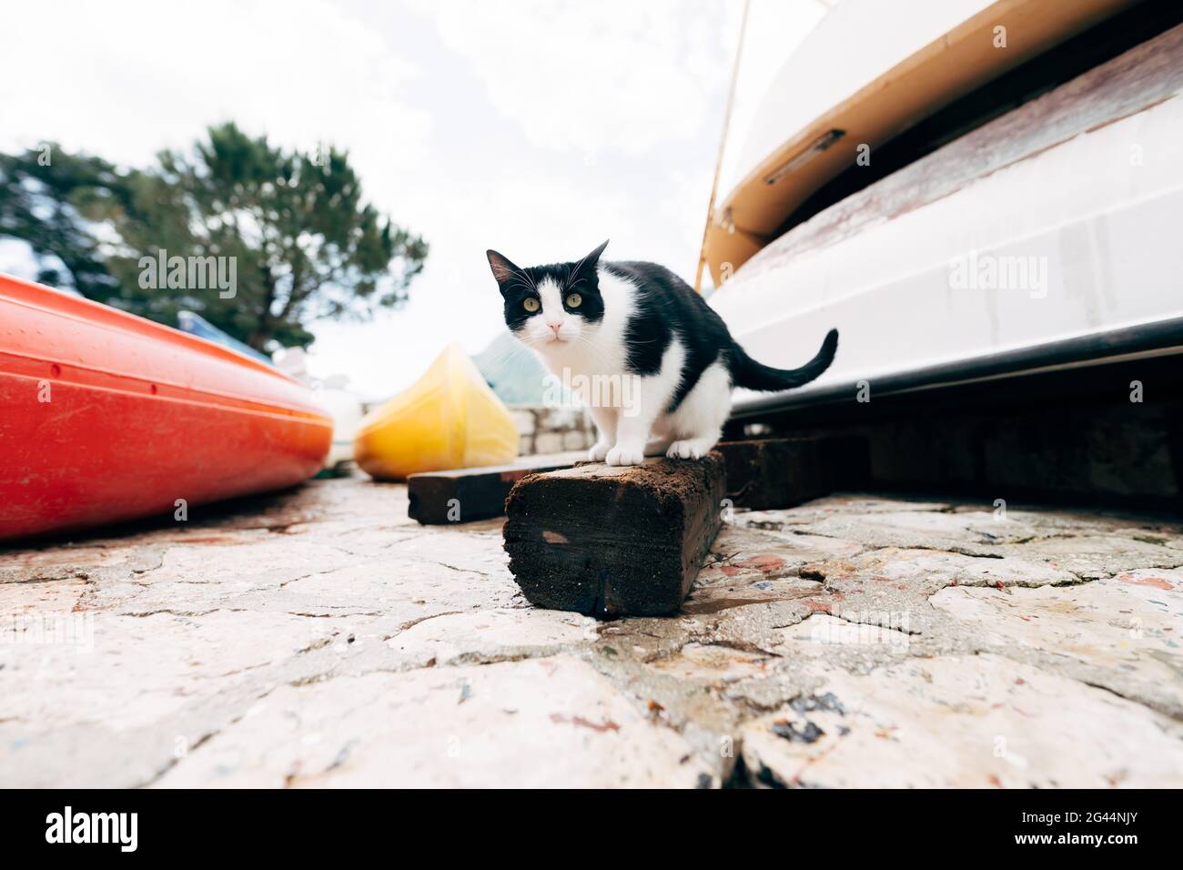 Schwarz-weiße Katze auf einem Holzbrett vor dem Hintergrund der Bootsstation. Stockfoto