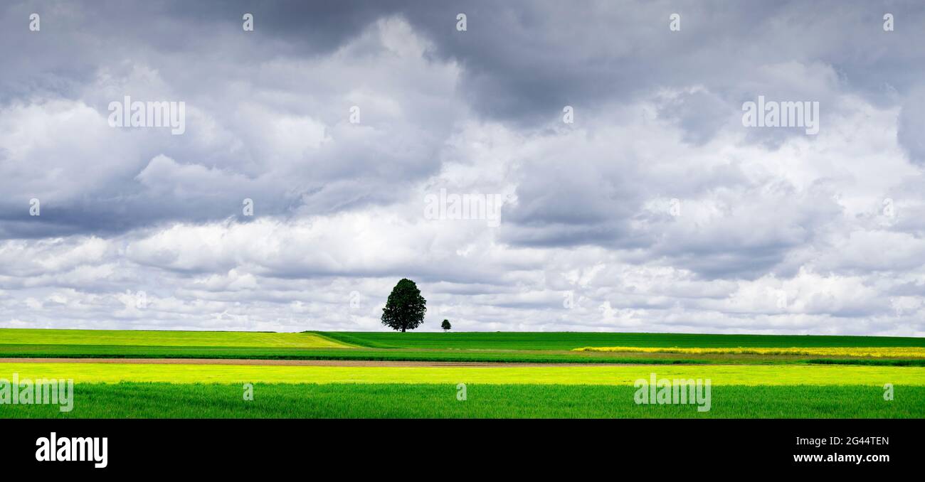 Landschaft mit Einzelbaum im grünen landwirtschaftlichen Feld, Baden-Württemberg, Deutschland Stockfoto