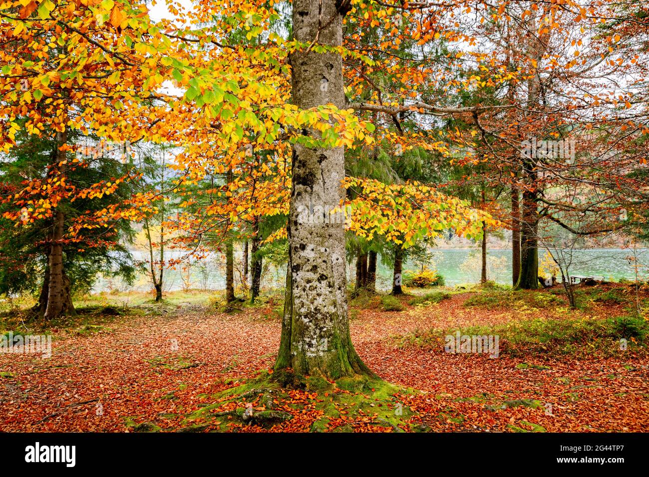 Wald in Herbstfarben und Walchensee, Bayern, Deutschland Stockfoto