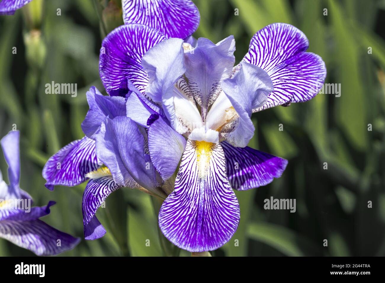 Blau-weiße Blüte einer Iris versicolor Stockfoto