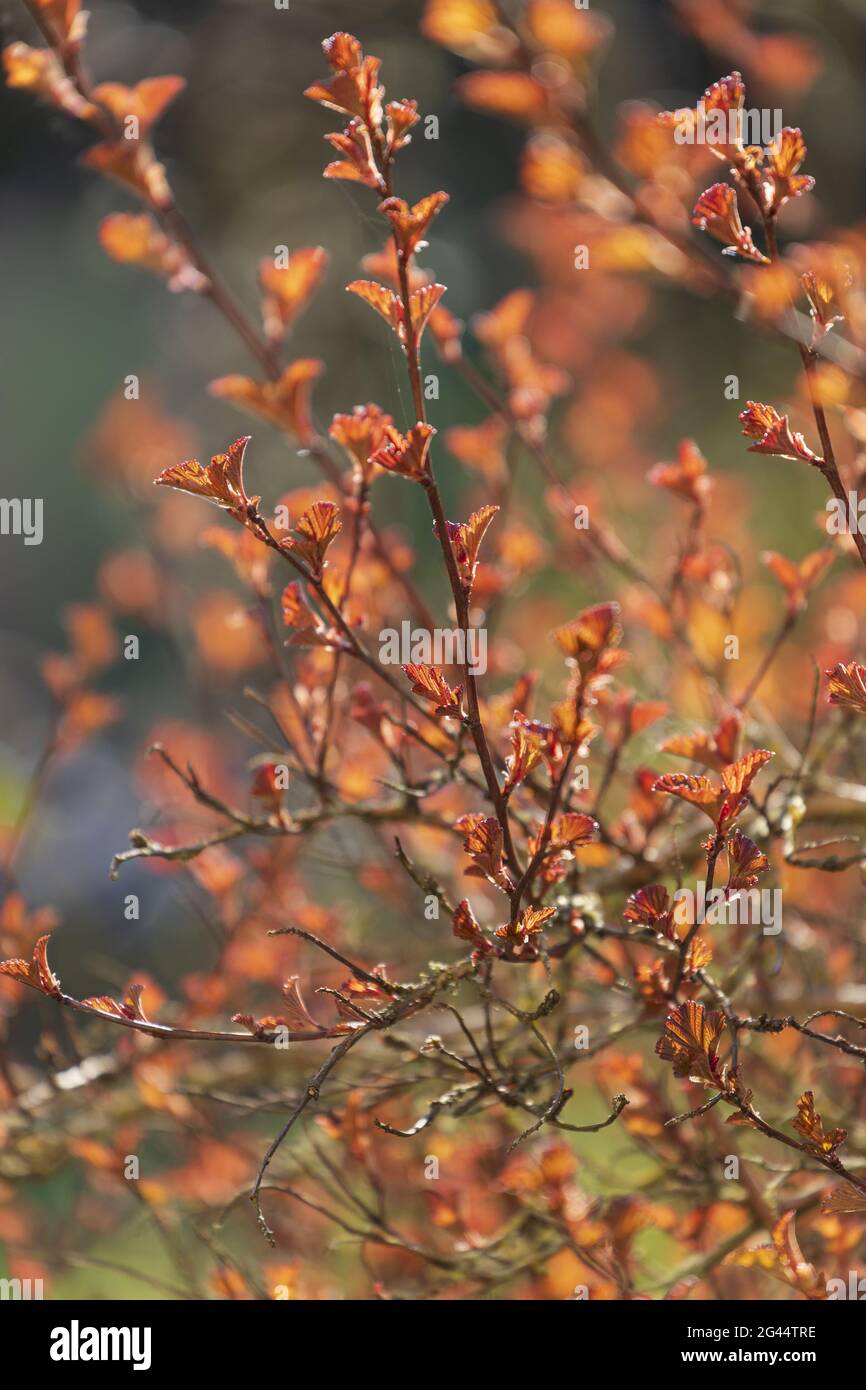 Hinterleuchtete Knospen und junge Triebe des rotblättrigen Blaswürzens Stockfoto